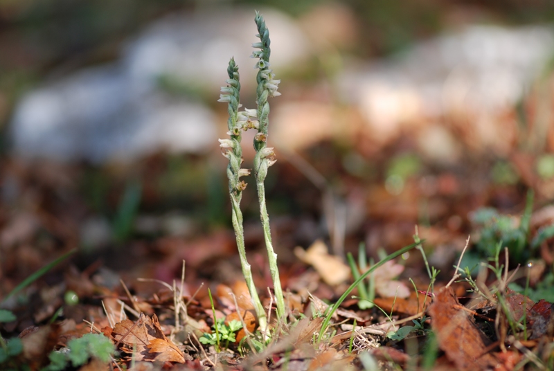 spiranthes spiralis